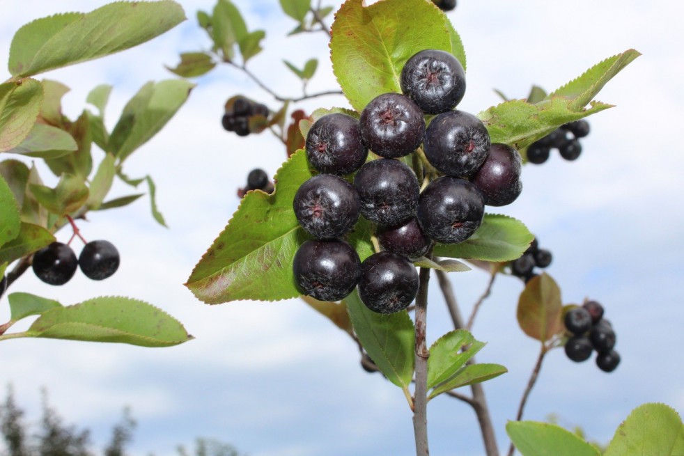 Black chokeberry - Aronia Melanocarpa Black chokeberry - Aronia Melanocarpa