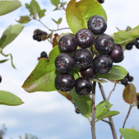 Zwarte appelbes - Aronia Melanocarpa