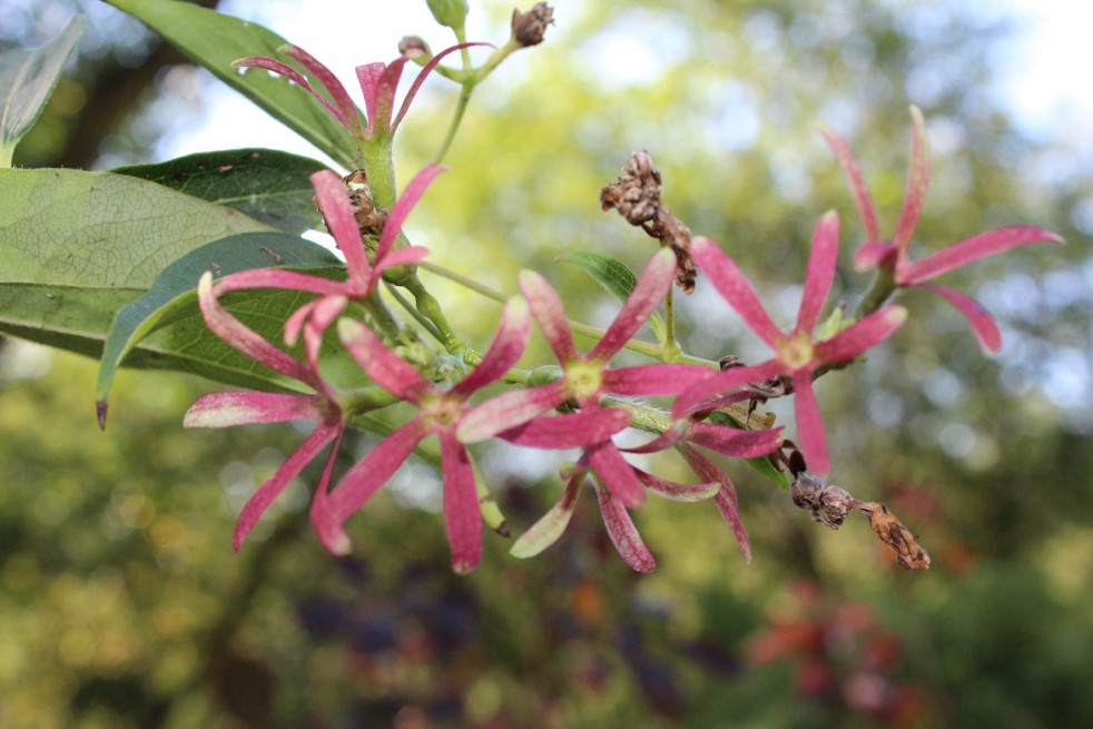 Seven sons flower