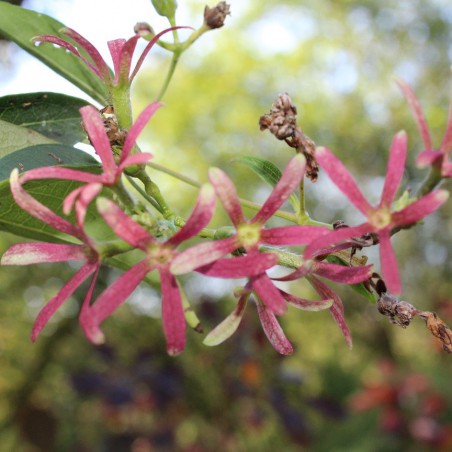 Arbre aux 7 fleurs