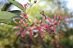 Seven sons flower