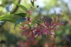 Seven sons flower