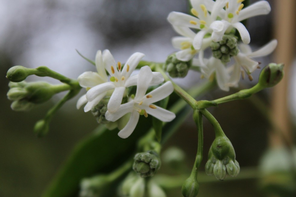 Seven sons flower