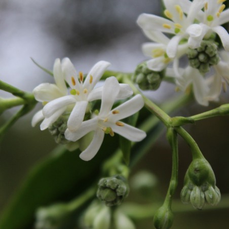 Seven sons flower