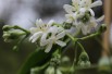 Seven sons flower