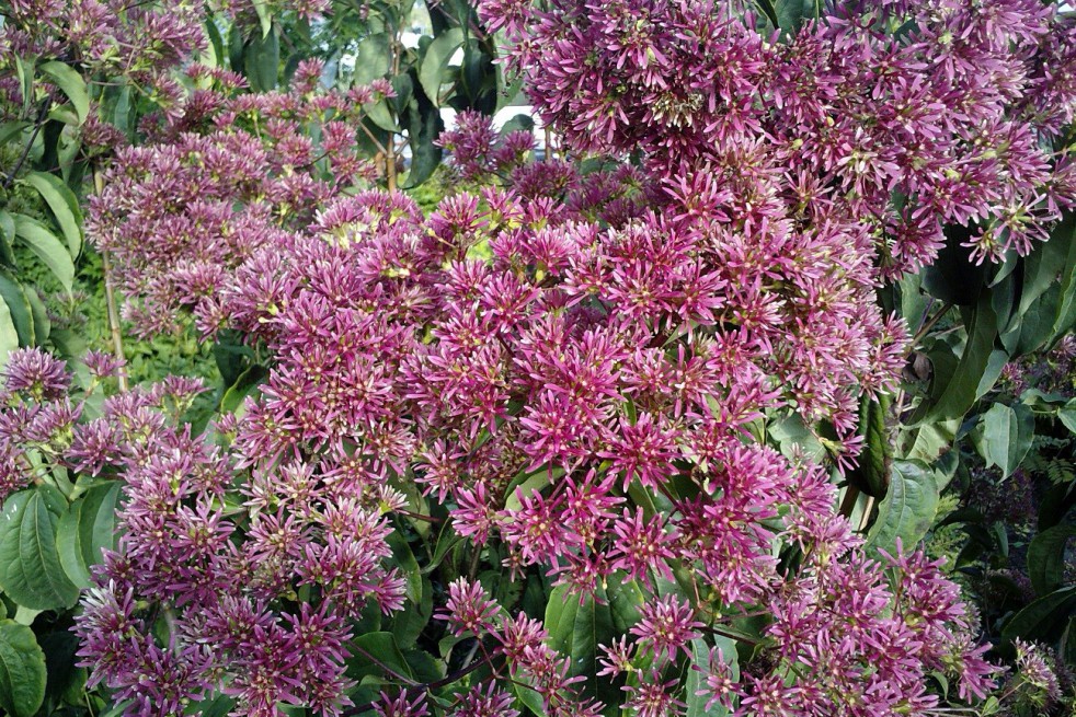 Seven sons flower