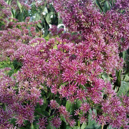 Seven sons flower