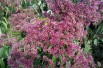 Seven sons flower
