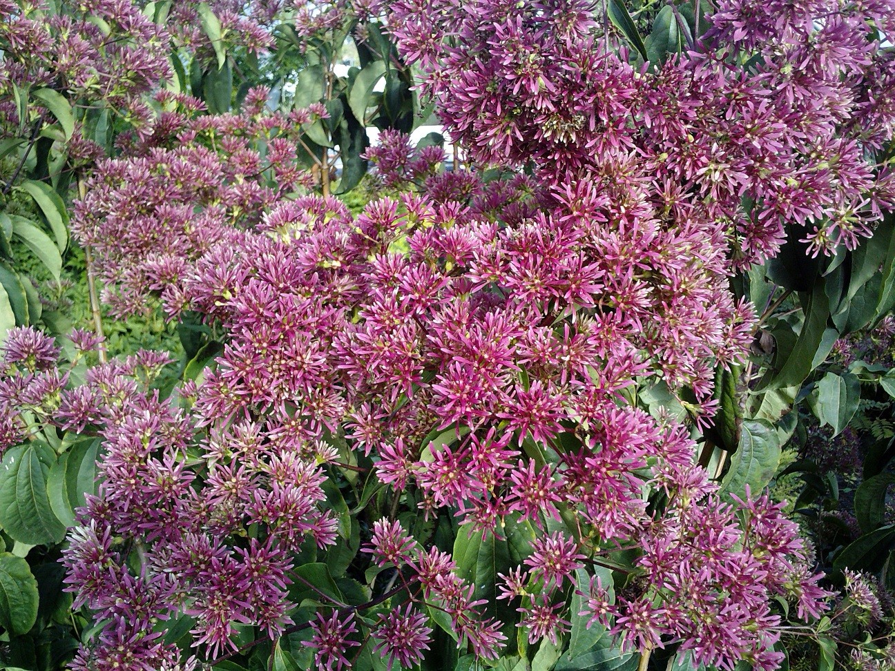 Arbre aux 7 fleurs - Heptacodium miconioides - pot de 5 litres