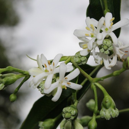 Zevenzonenboom