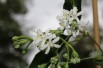 Seven sons flower