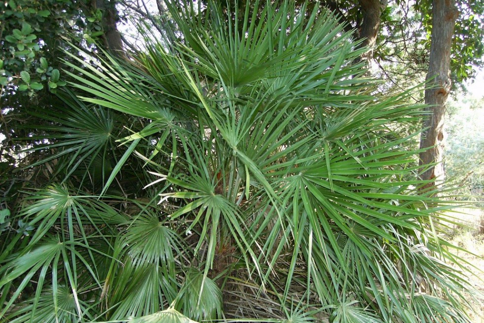 Europese dwergpalm
