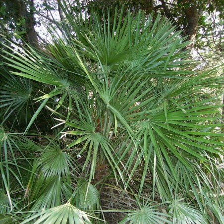 Europese dwergpalm