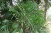 Europese dwergpalm