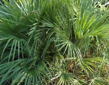 Mediterranean dwarf palm