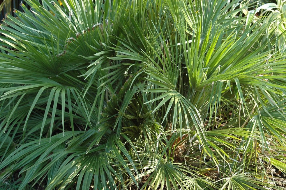 Europese dwergpalm