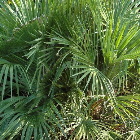 Europese dwergpalm