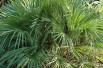 Europese dwergpalm