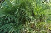 Mediterranean dwarf palm