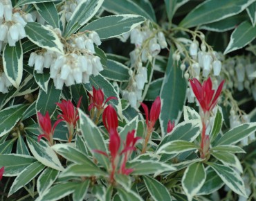 Japanese andromeda Flaming Silver