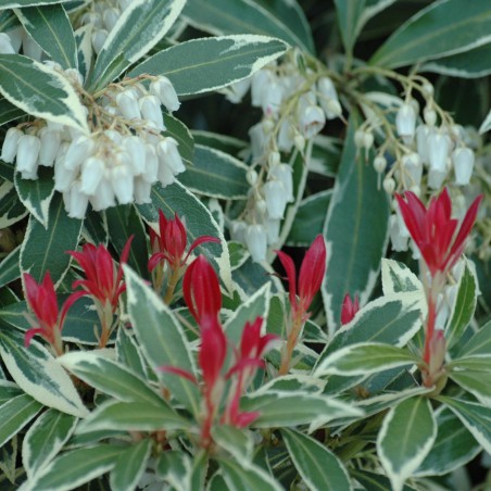 Andromède du Japon Flaming Silver