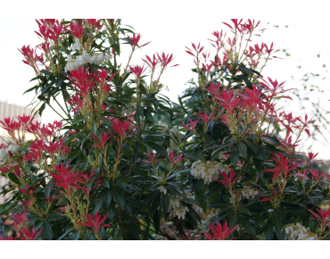 Rotsheide Forest Flame