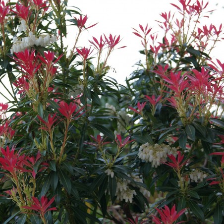 Andromède du Japon Forest Flame