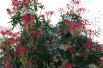 Japanese andromeda Forest Flame