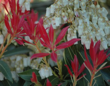 Japanese andromeda Forest Flame