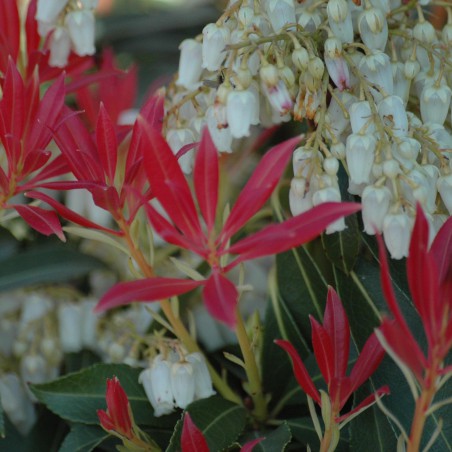 Japanese andromeda Forest Flame