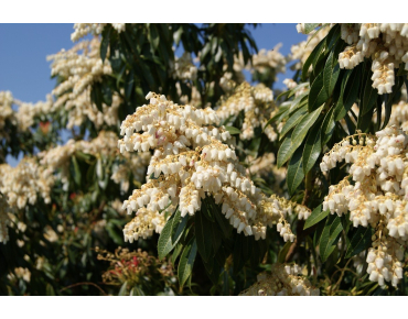 Andromède du Japon Forest Flame