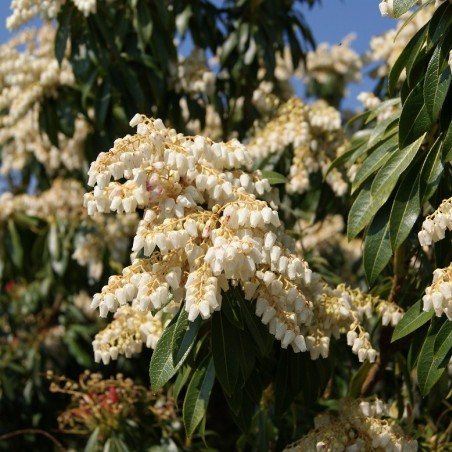 Andromède du Japon Forest Flame