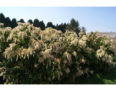 Andromède du Japon Forest Flame