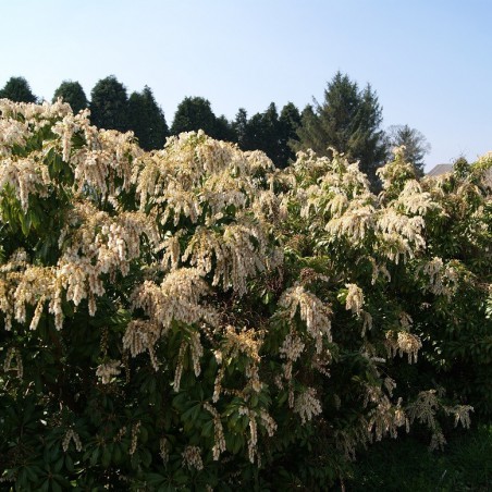 Japanese andromeda Forest Flame