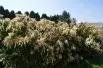 Rotsheide Forest Flame
