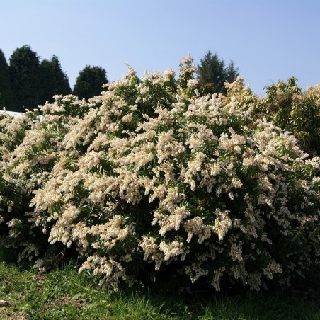 Andromède du Japon Forest Flame