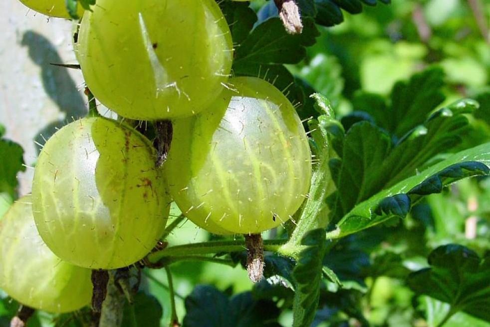 Gele kruisbes - de:Benutzer:Factumquintus/Resonanzeng/licenses/by-sa/3.0/deed.en/deed.en Gele kruisbes - de:Benutzer:Factumquintus/Resonanzeng/licenses/by-sa/3.0/deed.en/deed.en