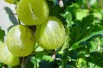Gele kruisbes - de:Benutzer:Factumquintus/Resonanzeng/licenses/by-sa/3.0/deed.en/deed.en