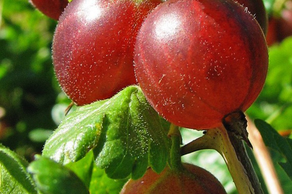 Red Gooseberry - https://creativecommons.org/licenses/by-sa/2.5/deed.en