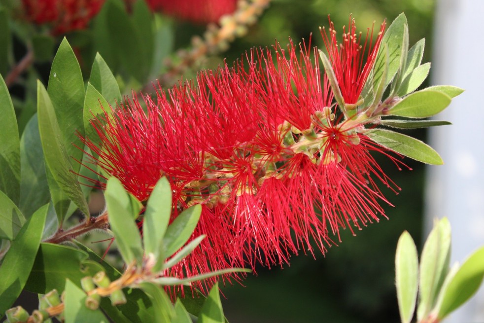 Bottlebrushes