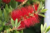 Bottlebrushes