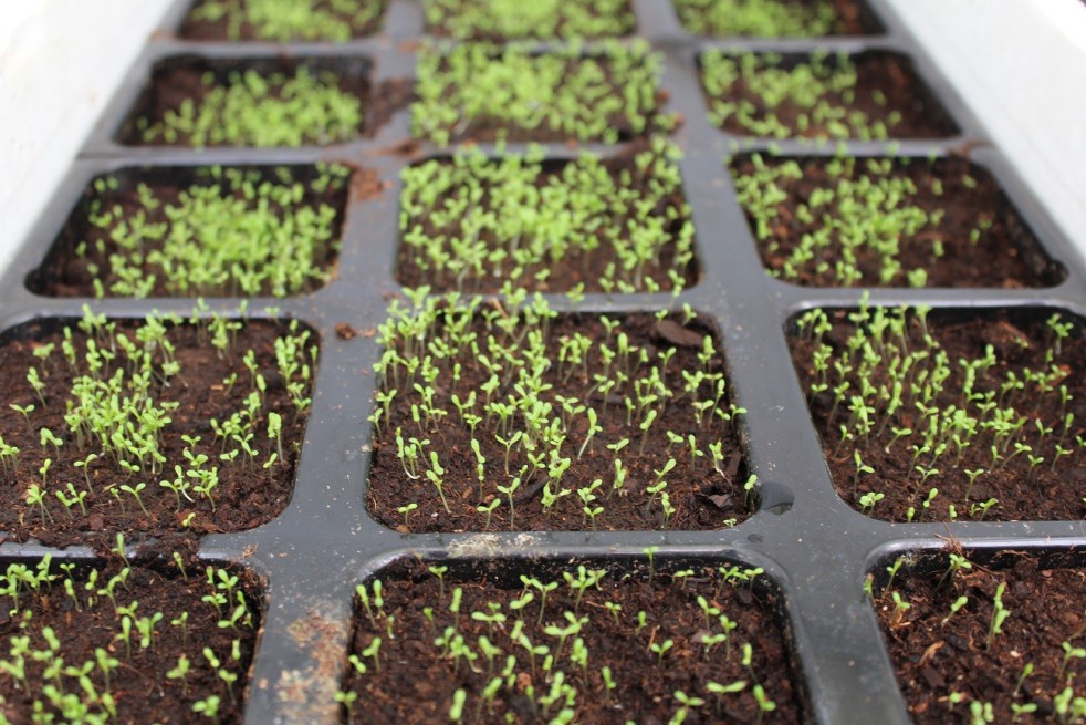 Matricaria chamomilla Matricaria chamomilla