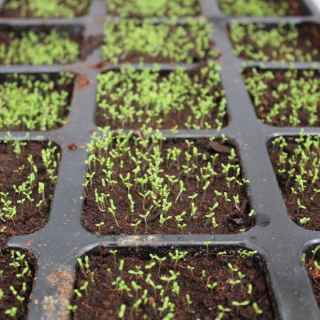 Matricaria chamomilla