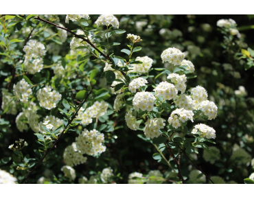 Meadowsweet Vanhouttei