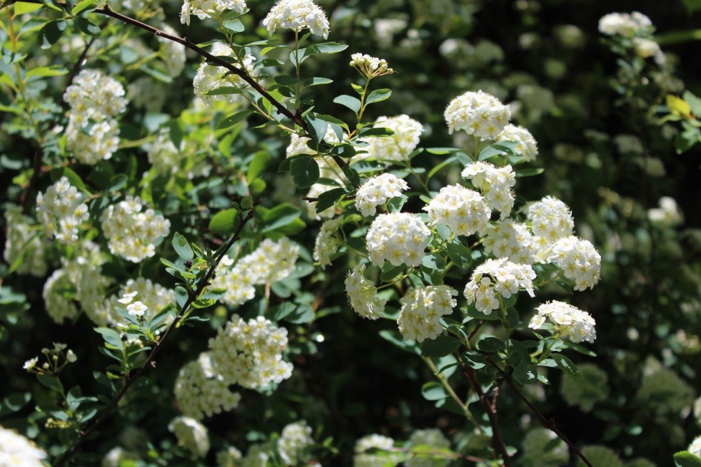 Spirea vanhouttei