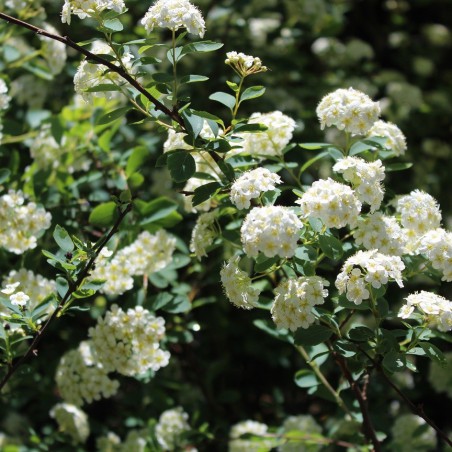 Spirea vanhouttei
