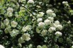 Meadowsweet Vanhouttei