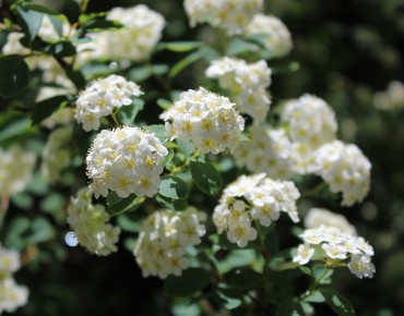 Spirea vanhouttei