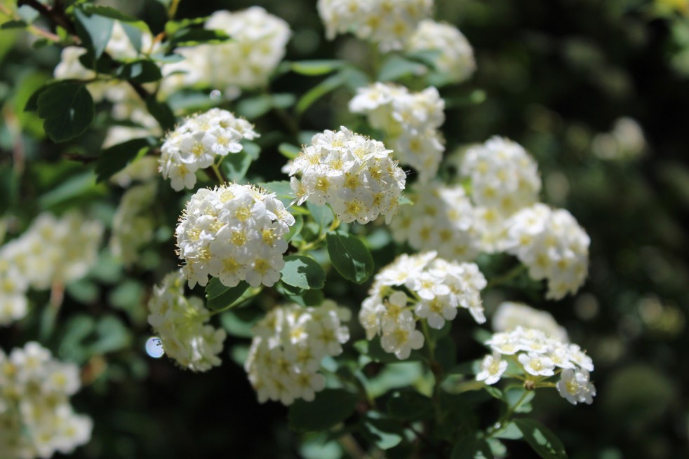 Spirea vanhouttei