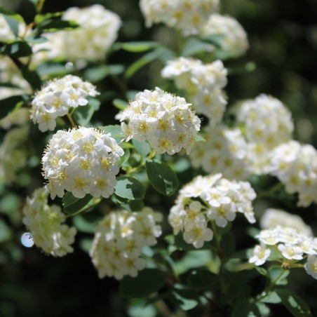 Spirea vanhouttei